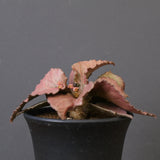 E.フランコイシー（実生）　EC2028