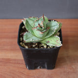 【DRAGON AGAVE】アガベ 皇冠  EC1265
