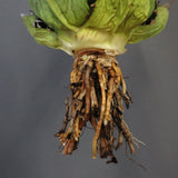 【DRAGON AGAVE】アガベ 極品 老熊姫厳龍 EC1160