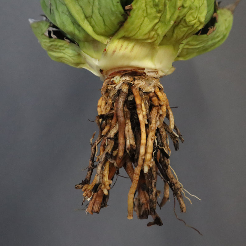 【DRAGON AGAVE】アガベ 極品 老熊姫厳龍 EC1160