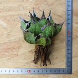 【DRAGON AGAVE】アガベ 極品 老熊姫厳龍 EC1160