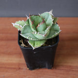 【DRAGON AGAVE】アガベ 皇冠  EC1264
