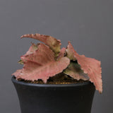 E.フランコイシー（実生）　EC2028