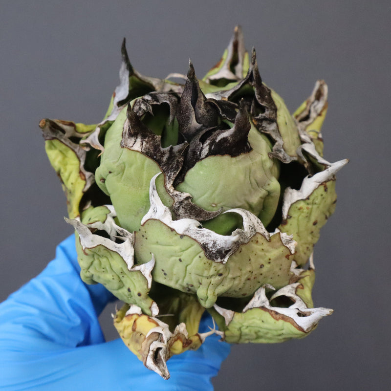 【DRAGON AGAVE】アガベ 極品 老熊姫厳龍 EC1161