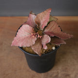 E.フランコイシー（実生）　EC2028