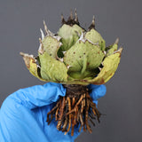 【DRAGON AGAVE】アガベ 極品 老熊姫厳龍 EC1161