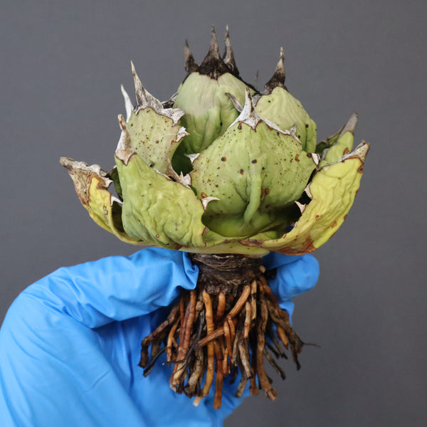 【DRAGON AGAVE】アガベ 極品 老熊姫厳龍 EC1161