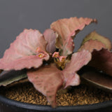 E.フランコイシー（実生）　EC2028