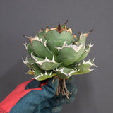 【ベアルート】アガベ 姫厳龍 EC294