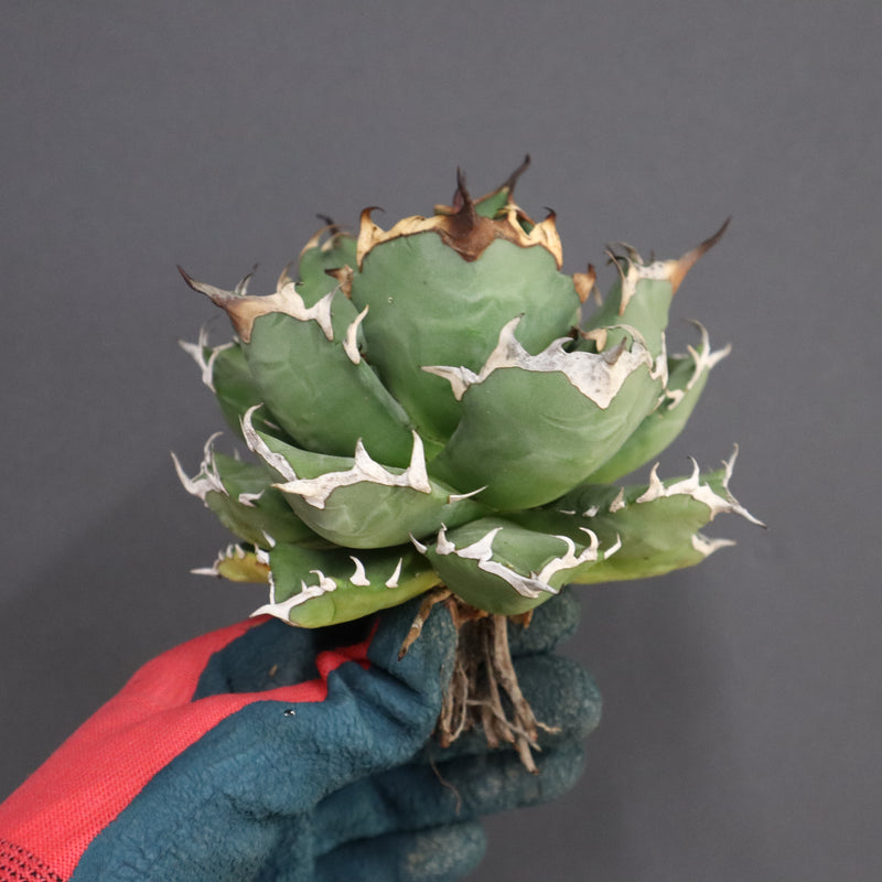 【ベアルート】アガベ 姫厳龍 EC294