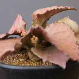 E.フランコイシー（実生）　EC2028