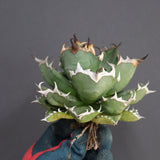 【ベアルート】アガベ 姫厳龍 EC294