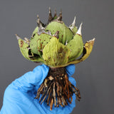 【DRAGON AGAVE】アガベ 極品 老熊姫厳龍 EC1161