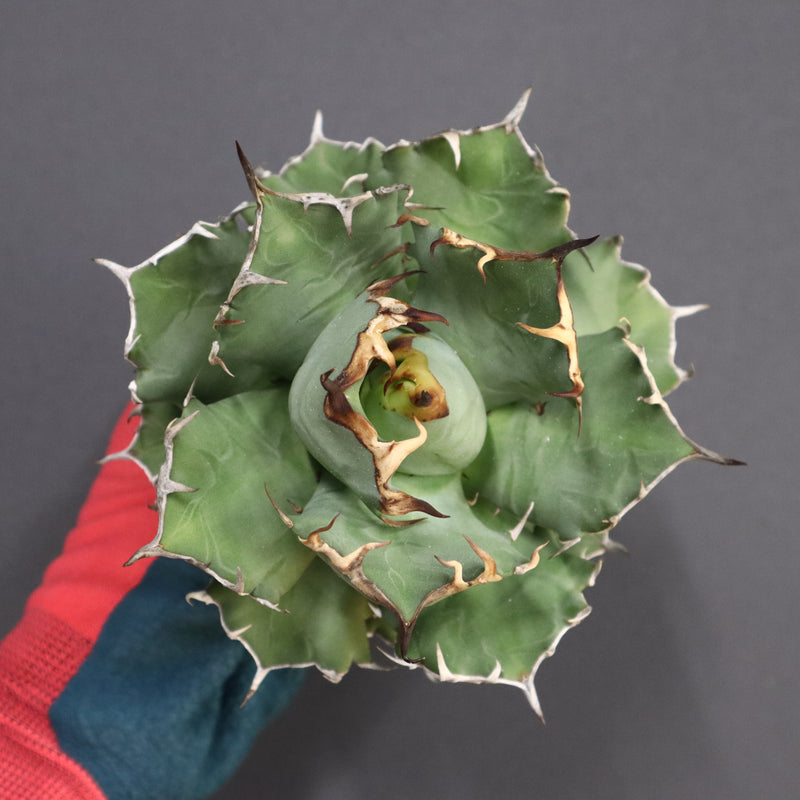 【ベアルート】アガベ 姫厳龍 EC294