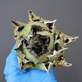 【DRAGON AGAVE】アガベ 極品 老熊姫厳龍 EC1161