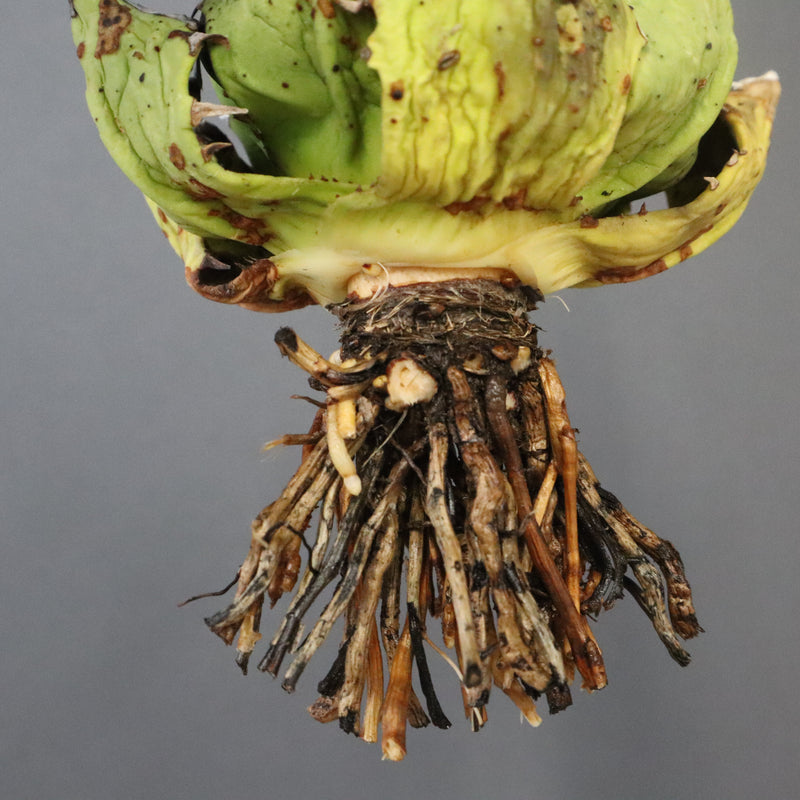 【DRAGON AGAVE】アガベ 極品 老熊姫厳龍 EC1161