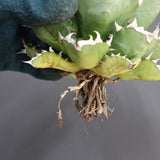 【ベアルート】アガベ 姫厳龍 EC294