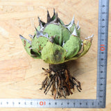 【DRAGON AGAVE】アガベ 極品 老熊姫厳龍 EC1161