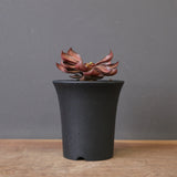 E.フランコイシー（実生）　EC2027