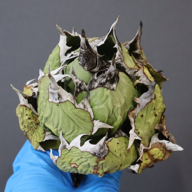 【DRAGON AGAVE】アガベ 極品 老熊姫厳龍 EC1162