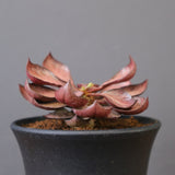 E.フランコイシー（実生）　EC2027