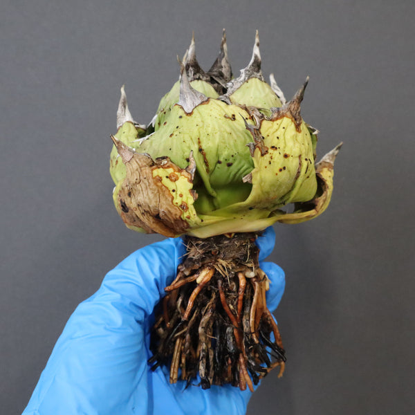 【DRAGON AGAVE】アガベ 極品 老熊姫厳龍 EC1162