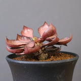 E.フランコイシー（実生）　EC2027