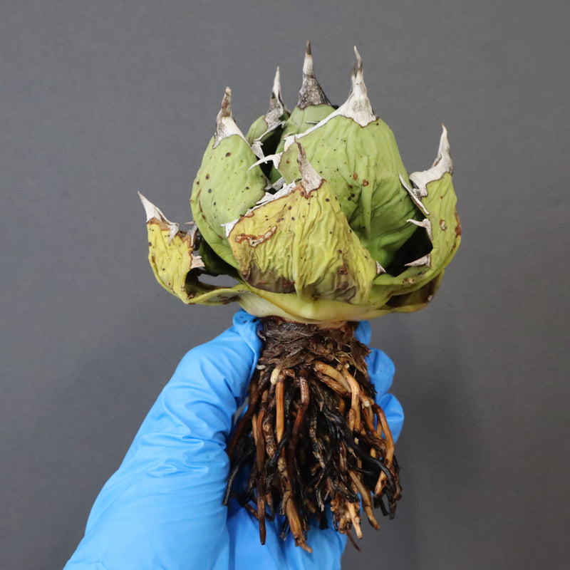 【DRAGON AGAVE】アガベ 極品 老熊姫厳龍 EC1162