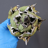 【DRAGON AGAVE】アガベ 極品 老熊姫厳龍 EC1162