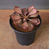 E.フランコイシー（実生）　EC2027