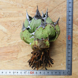 【DRAGON AGAVE】アガベ 極品 老熊姫厳龍 EC1162