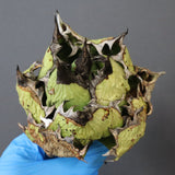 【DRAGON AGAVE】アガベ 極品 老熊姫厳龍 EC1163