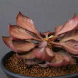 E.フランコイシー（実生）　EC2027