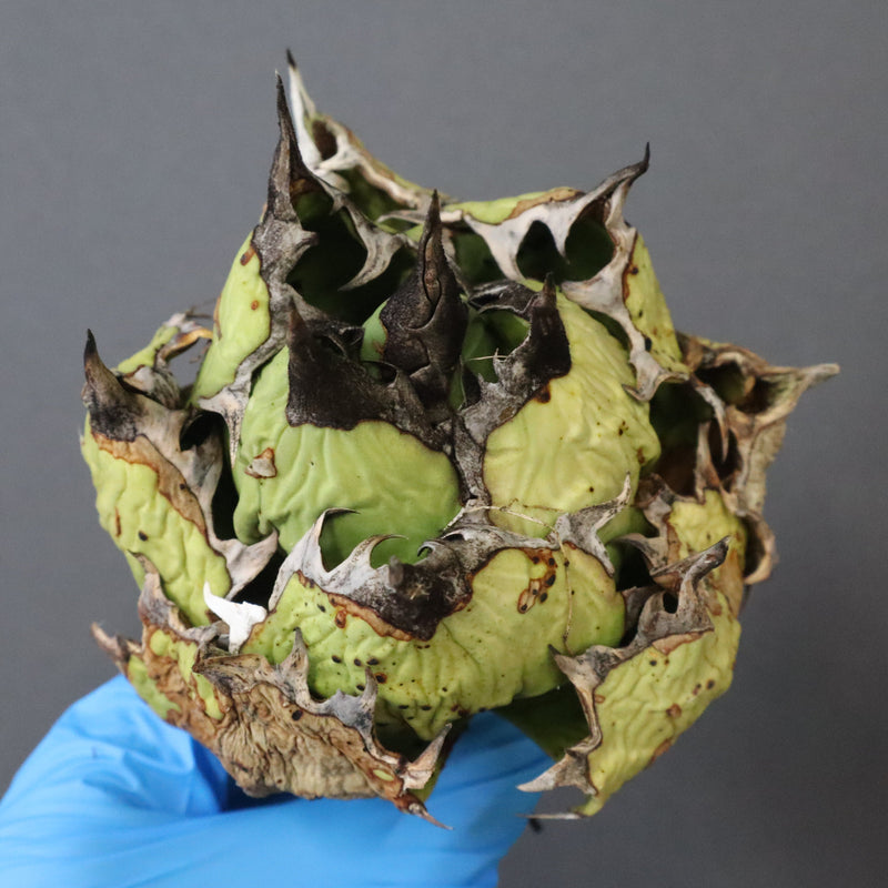 【DRAGON AGAVE】アガベ 極品 老熊姫厳龍 EC1163