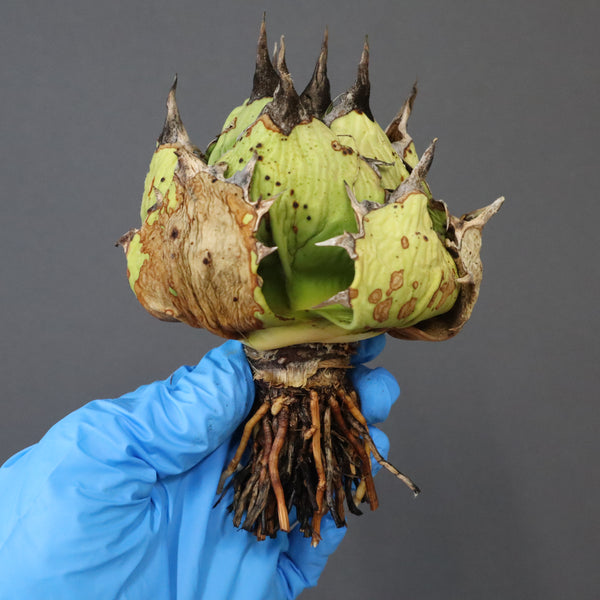 【DRAGON AGAVE】アガベ 極品 老熊姫厳龍 EC1163