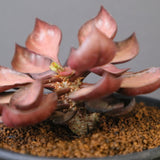 E.フランコイシー（実生）　EC2027