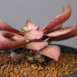 E.フランコイシー（実生）　EC2027