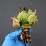 【DRAGON AGAVE】アガベ 極品 老熊姫厳龍 EC1163