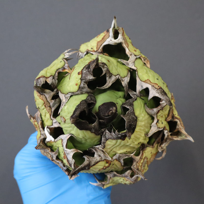 【DRAGON AGAVE】アガベ 極品 老熊姫厳龍 EC1163