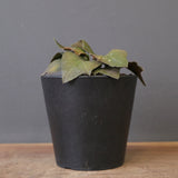 E.フランコイシー（実生）　EC2026