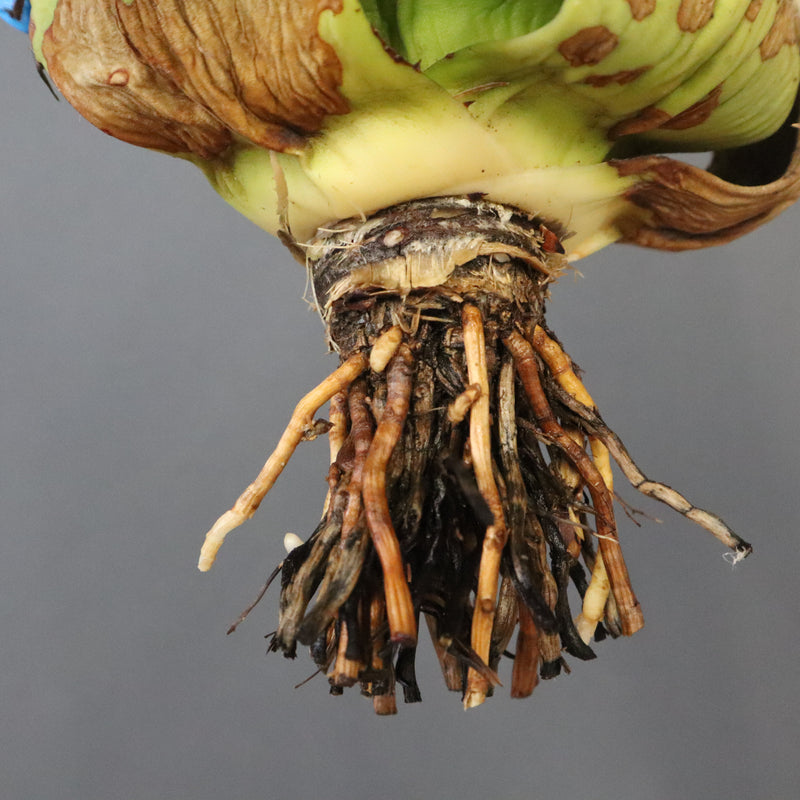 【DRAGON AGAVE】アガベ 極品 老熊姫厳龍 EC1163