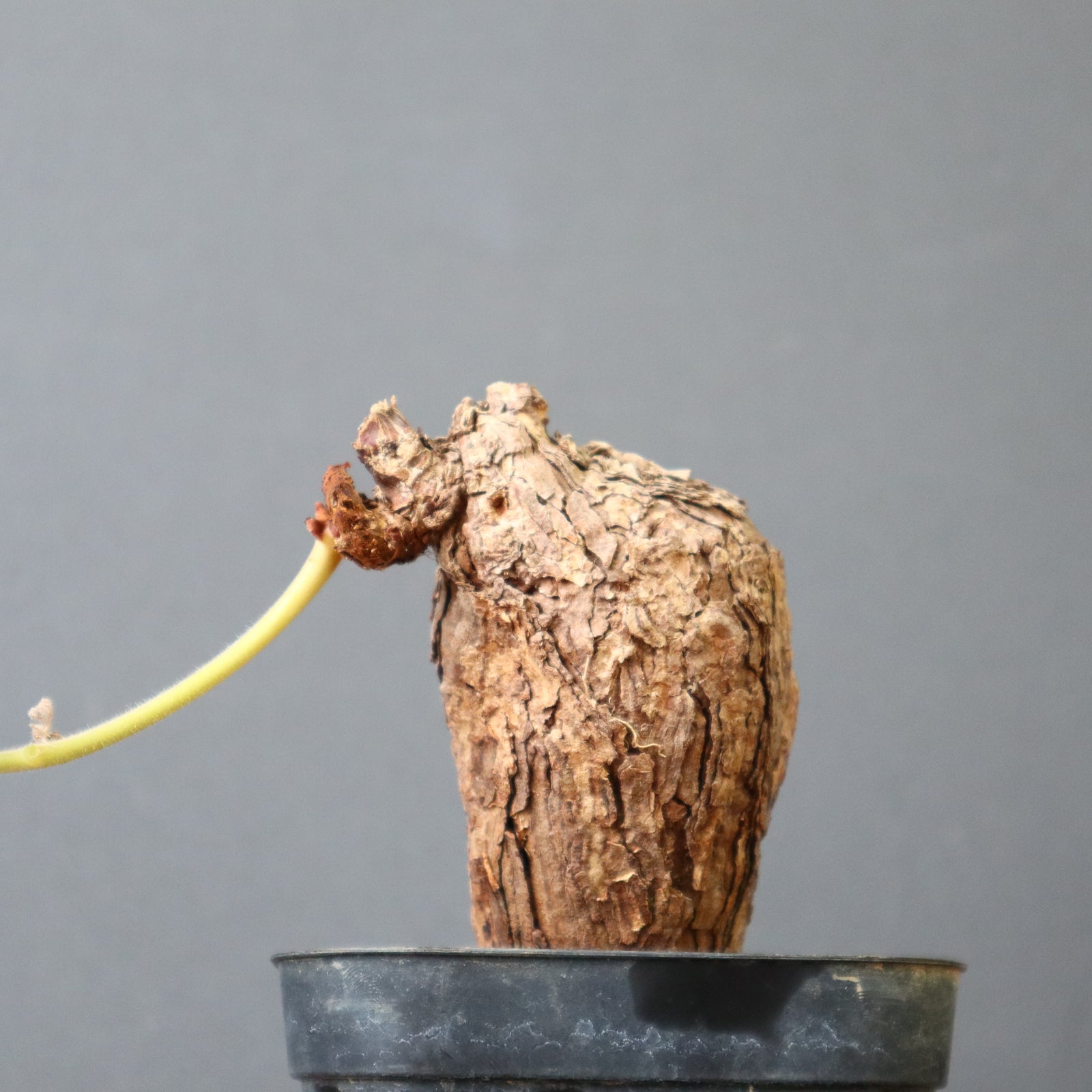 P.トリステ 87 – TaiShoDo ONLINE SHOP