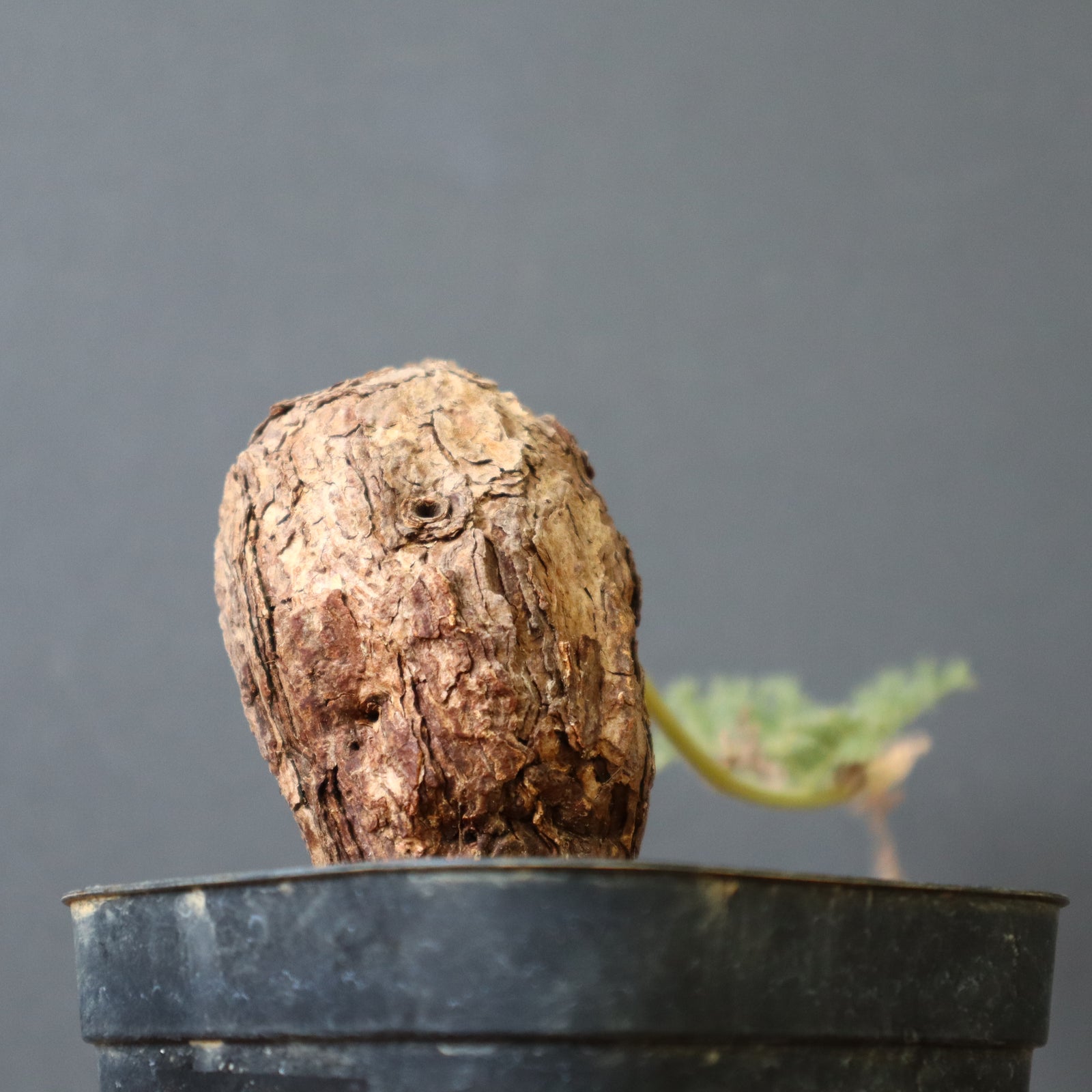 P.トリステ 87 – TaiShoDo ONLINE SHOP