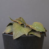 E.フランコイシー（実生）　EC2026