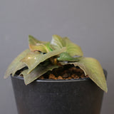 E.フランコイシー（実生）　EC2026