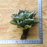 【DRAGON AGAVE】アガベ 精品 狂刺夕映 EC1154