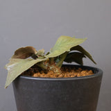 E.フランコイシー（実生）　EC2026