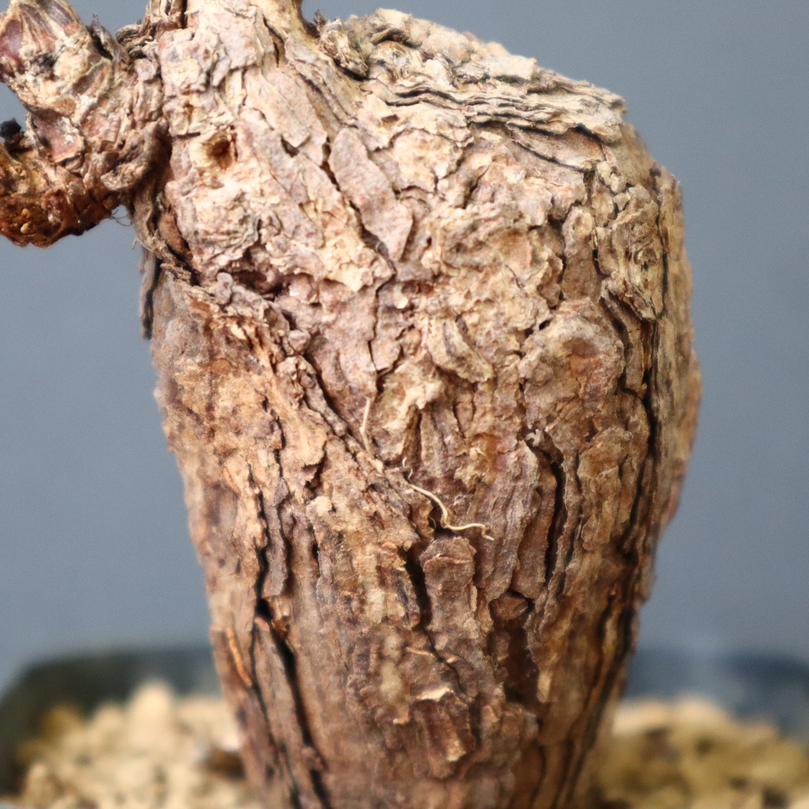 ペラルゴニウム　トリステ　コレクション株 P.トリステ 87 – TaiShoDo ONLINE SHOP