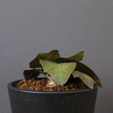 E.フランコイシー（実生）　EC2026