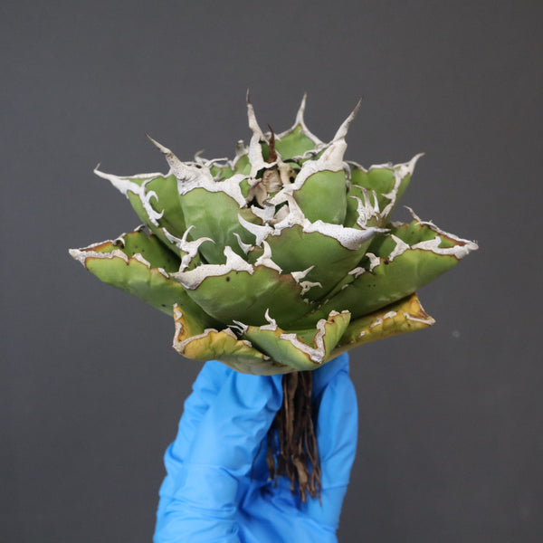 【DRAGON AGAVE】アガベ 精品 狂刺夕映 EC1154